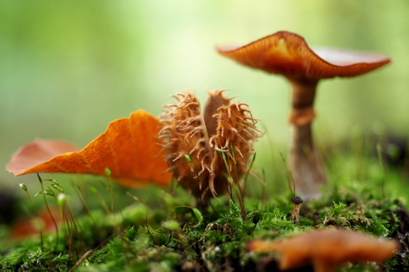 Nahaufnahme von einem rotbraunen Blatt, einer braunen stacheligen Bucheckernhülse und einem braunen Pilz auf grünem Moos mit hellgrünen Sporen. Der Fokus liegt auf der Hülse, der Hintergrund des Bildes ist grünlich unscharf.

Close-up of a reddish brown leaf, a brown prickly beech corner sleeve and a brown mushroom on green moss with light green spurs. The focus is on the sleeve, the background of the picture is greenish blurred.