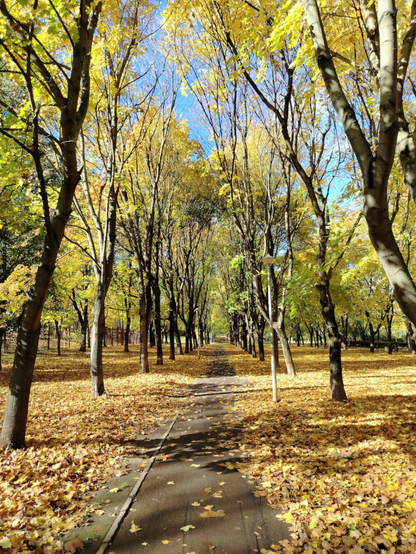 A footpath through the park, partially covered with fallen leaves, surrounded by trees with their leaves of bright yellow color over the blue autumn sky. The scene is lit by the sun from the left side.
