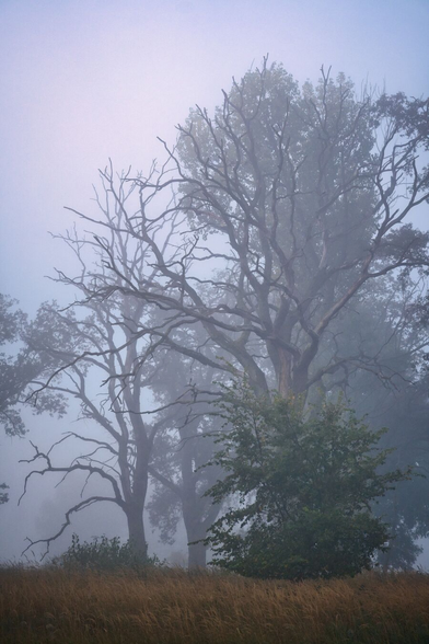 Eine Gruppe Bäume im Nebel. Dabei sticht in der Mitte ein roter Baum aus der Gruppe heraus.