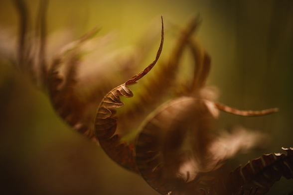 A close up photograph of a brown fern in warm light. the fern stretches from the lower right to the upper left, away from the camera so that only one of the leaves is in sharp focus and the rest form blurry shapes in front and behind it. The leaves are all in different stages of curling up, the one in focus forming a mirrored S shape.

There is bright but soft light from above and behind, and the background is a gentle green blur.