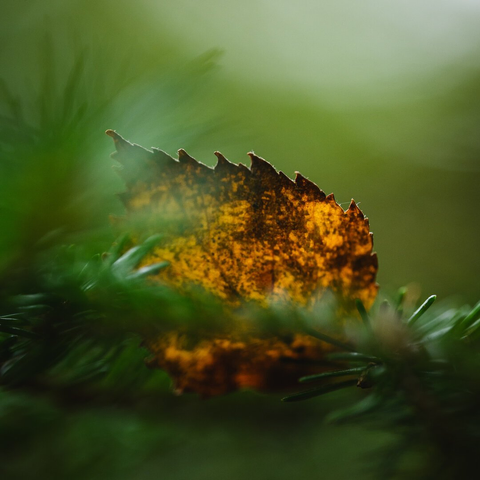 A close up photograph of a jagged backlit birch leaf, fallen an d stuck in a spruce tree branch. The leaf has gotten stuck edge up with the tip pointing to the left. It is orange/yellow with some much darker brown spots and the backlight gives it a glowing appearance. 

The spruce branch has evergreen needles and is mostly out of focus and the background is a green blur, brighter up top.