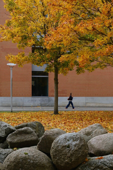 Im Hintergrund läuft eine junge Frau vor einem größeren modernen Gebäude mit rötliche Fassade. Im Vordergrund liegt ein Steinhaufen. Dazwischen ist eine Rasenfläche voller Herbstlaub. Darauf steht einem Ahorn, dessen Blätter in Farbtönen von grün, gelb bis hin zu braun gefärbt sind.
—
In the background, a young woman is walking in front of a large, modern building with a reddish facade. In the foreground is a pile of rocks. Between them is a lawn covered with autumn leaves. Standing on the lawn is a maple tree whose leaves are colored in shades ranging from green to yellow to brown.