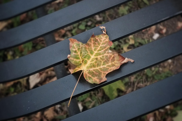 A close up image of a orange/yellow  maple leaf sitting on a metal bench.