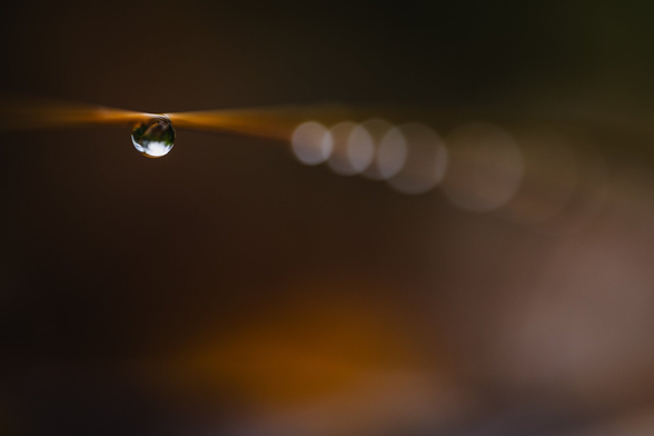 A macro photograph of a waterdrop hanging on a golden straw of grass. The straw runs horizontally through the upper part of the image, with only the spot where the leftmost water drop hangs in sharp focus. The fading of focus to the left and right makes the straw looking as it seemingly widens away from that spot. Along the right half of the image, the blurry outline of the straw is accompanied by a number of overlapping and consecutively larger bokeh discs that arise from more waterdrops hanging from the straw. The rest of the photograph is a golden/brown blur with hints of green in places, varying in colour, intensity and shapes.