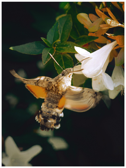 This is a photo of anhummingbird hawk-moth at the park. They are hovering in mid-air near white Jasmine flowers with some green and orange leaves. Their wings are blurred from rapid motion (shutter speed was too low 😂), and they are showing vibrant orange patches underneath. They are extending their long proboscis directly into a delicate white Jasmine blossom against a leafy, dark background.
