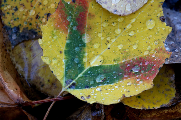 Photograph of a large-toothed aspen leaf that fell to the ground among other fallen leaves, covered with raindrops. The coarsely toothed leaf is yellow with a green V-shaped section and both ends of the V in red. The drops are spherical and shine slightly in the light.

Photographie d'une feuille de peuplier à grandes dents tombée au sol parmi d'autres feuilles mortes, couverte de gouttes de pluie. La feuille au rebord grossièrement denté est jaune avec une section verte en forme de V et les deux extrémités du V en rouge. Les gouttes sont sphériques et brillent légèrement à la lumière.