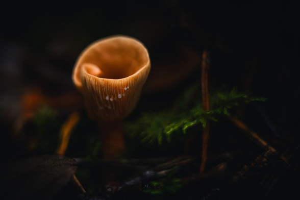 A close up photograph of a gilled orange mushroom from slightly above. The mushroom is a bit to the left in the frame and its cap has split from the edge to the center and then curled up, so that it make a spiraling funnel shape, with the split edge slightly curled up.

The mushroom is surrounded by some fallen leaves, golden pine needles, some small twigs and some green moss, most of the background objects slightly out of focus, creating a soft framing for the main subject. The background surrounding the mushroom is quite dark.