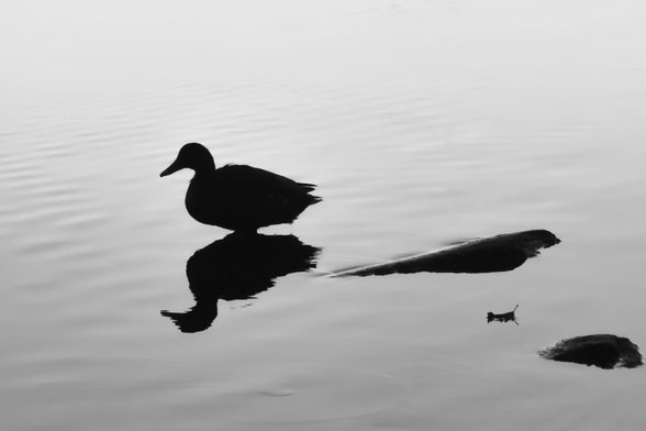 Schwarzweiss-Foto einer Stockente in Ufernähe bei Gegenlicht der aufgehenden Sonne, daher nur in Silhouette zu sehen. Ente spiegelt sich nach unten auf der ruhigen Wasseroberfläche.
