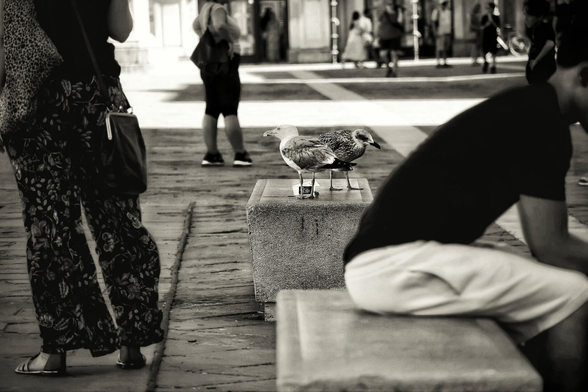 Black and white photograph of two seagulls, an adult and a juvenile, perched on a bench in a lively public square in Trieste. The birds are positioned centrally as the focal point, with the cobblestone paving visible around them. In the background and foreground, people walk, stand, and sit among the surrounding architecture, giving the scene a bustling, everyday atmosphere.