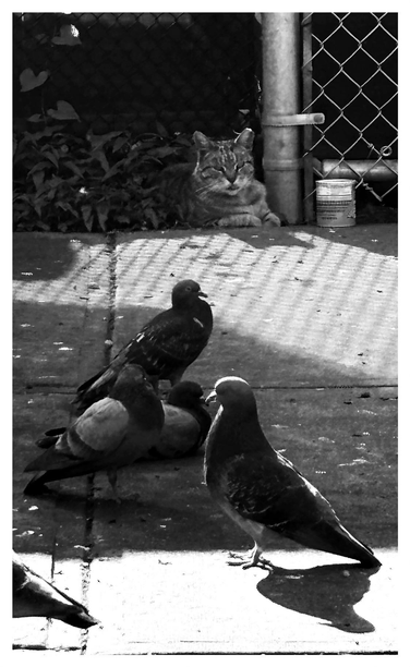 Black and white photo of some pigeons congregating on a sunny sidewalk. In the background is a feral cat with a striped tabby pattern, hanging out beside a chain link fence and some greenery. The cat can be openly seen and yet the pigeons aren’t alarmed, just as the cat calmly regards them without any particular interest.