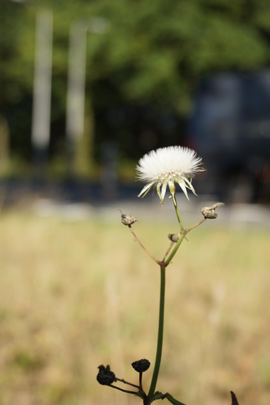 Thistle. The background is actually just a street, but it's very blurry.