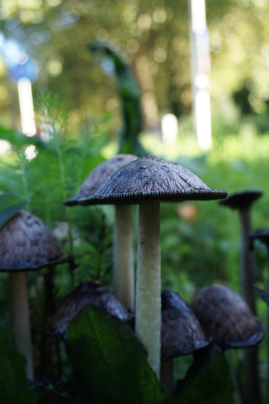 Mushrooms