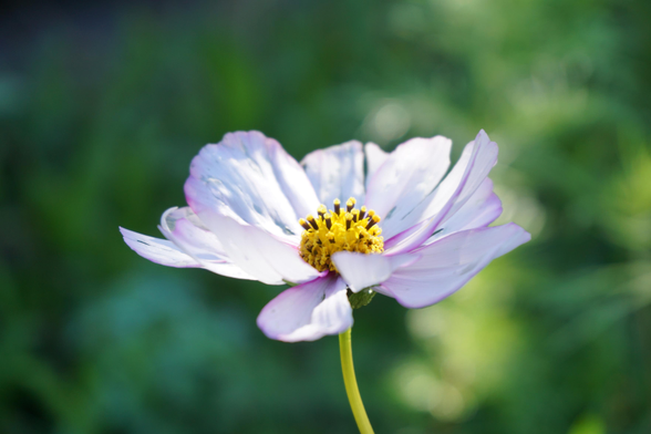 A purple flower, I don't know which kind. The background is nicely blurred out.