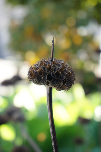 The remainders of some sort of flower, with a nice bokeh in the background.