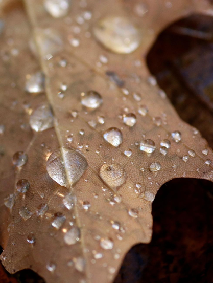 A macro photograph of the back surface of a brown oak leaf, with its fine network of veins visible. The leaf is covered with spherical raindrops of different sizes, each acting as a prism and reflecting a silvery light. 

Une macro photographie de la surface de l'envers d’une feuille de chêne brun, avec son réseau fin de veines visible. La feuille est couverte de gouttes de pluie sphériques de différentes tailles, chacune agissant comme un prisme et reflétant une lumière argentée. 