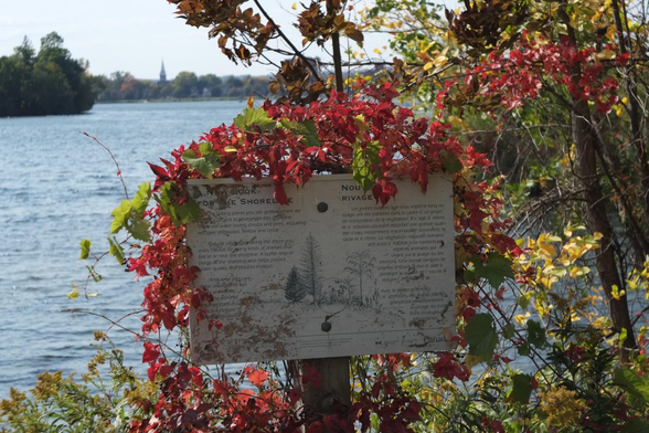 Red leaved vines surround a sign on a post next to a lake. The bright red leaves shine in the sunlight on a beautiful fall day.