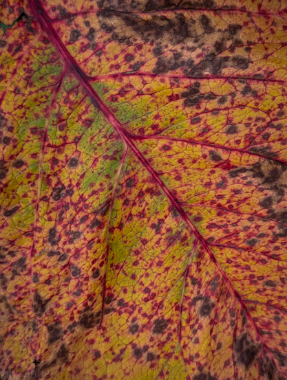 The intricate texture and vibrant autumn colors of a decaying leaf. A prominent, deep magenta midrib runs diagonally across the frame, branching out into a fine, delicate network of secondary veins that create a grid-like pattern.

The leaf displays a rich mix of seasonal hues, transitioning from warm yellows and golden tones to earthy greens and deep reddish-purple spots.