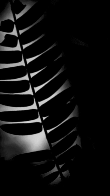 Black and White Silhouette of a Fern plant