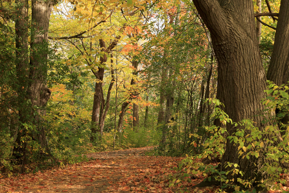 This is a landscape format photo taken in the Autumn, along an accessible trail that passes through an urban forest area. Much of the trail's surface is covered with fallen leaves. There still is a nice mix of colourful leaves remaining on the branches to create a nautumn vibe for the photo.