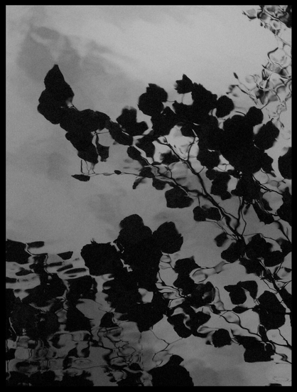 Im Wasser spiegeln sich die Zweige eines Baumes und der Himmel
AgBr - TP4 4×5: Density 0, Push/Pull 0, No Filter