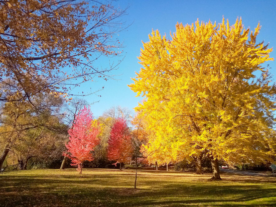 A large yellow leaved tree glows in the bright sunshine on a cloudless autumn day. Situated in a park two smaller red leaved trees can be seen as well as many other pale yellow trees.