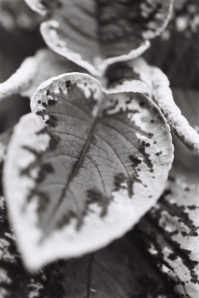 Black-and-white close-up photo of some thick, gnarly leaves with lots of texture. The edges of the leaves are bright, rendered almost white on this film, followed inward by a thin dark stripe and a middle-grey centre.