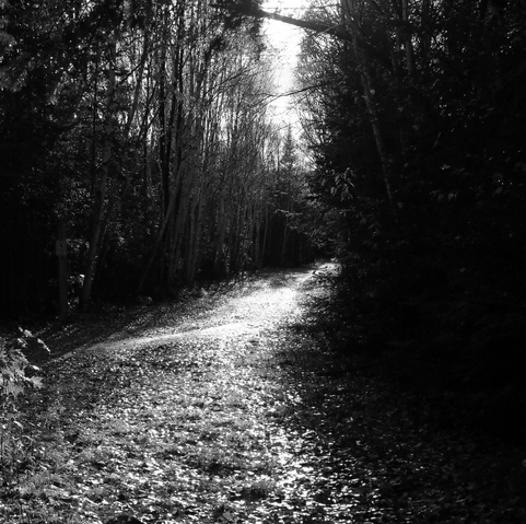 Black and white photograph of a forest trail covered with fallen leaves and shining brightly in the sun. On each side, large trees filter the sun.
Photographie noir et blanc d'un sentier en forêt couvert de feuilles tombées et brillant fortement au soleil. De chaque côté, de grands arbres filtrent le soleil.