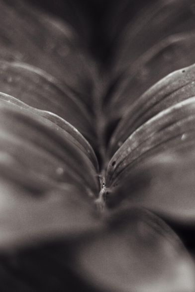 A close up image of a plant looking up along the folds of the leaves as they meet the branch. This is a black and white image.