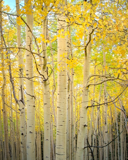 Tall, pale aspen trunks fill a dense forest, surrounded by brilliant golden-yellow autumn leaves. Dark, twisting branches weave through the scene, with soft green and yellow foliage glowing in the background.